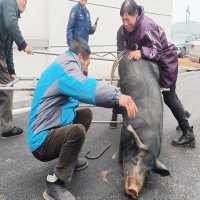 黄精之乡黄精宴，热气腾腾新化年